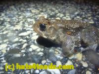 /home//u458753944/public_html/sourcegallery//Roxborough Toad Detour/2013-2019/2014/2014-04-07/P1140924.JPG
